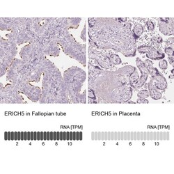 Glutamate Rich 5 Antibody, Novus Biologicals:Antibodies:Primary Antibodies